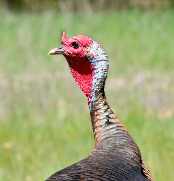 iStock_000006257395XSmall