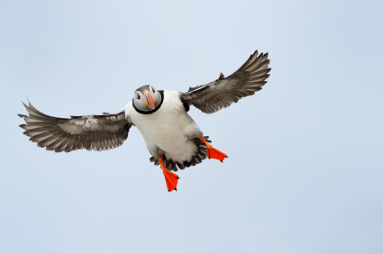 Atlantic Puffin