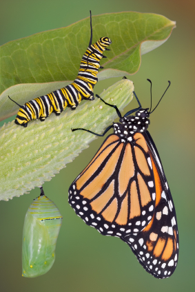 Monarch life stages