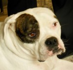 Bowie listened to the discussion, too!