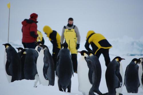 Emperor Penguins are fascinated by these strange, colourful beings doing strange things with the ice. I wish my office now was graced by their waddling presence. Photo by Ruhi Humphries