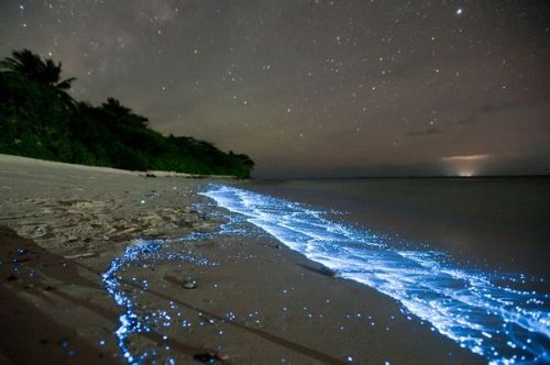 The beautiful bioluminescence of plankton that never ceases to be special. Photo by Doug Perrine