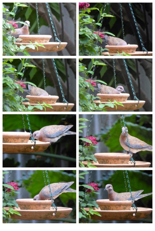 picisto-20150129101945-270012