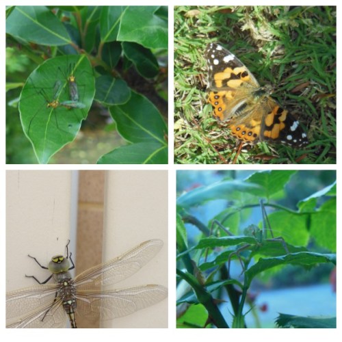 picisto-20150803111001-810903