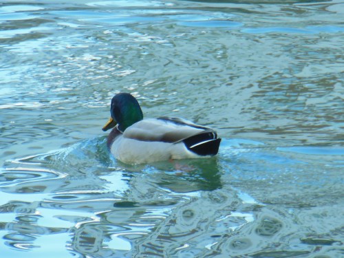 DSCN1743 canal st martin