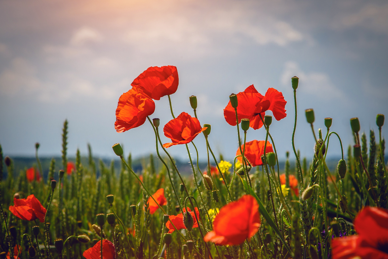 Summer floral background of nature - flowers of red poppies. Summer landscape with red poppies . A big plan is summer flowers.